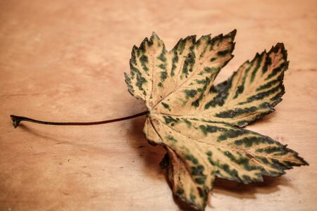 Autumn leaves nature yellow photo