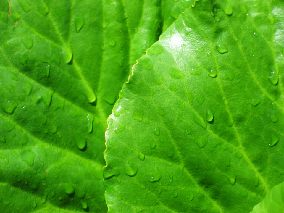 Rain drops wet background