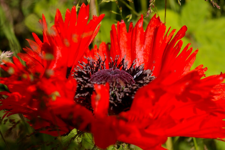 Poppy red red poppy