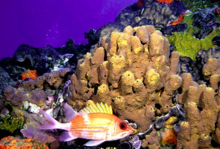 Coral Garden photo