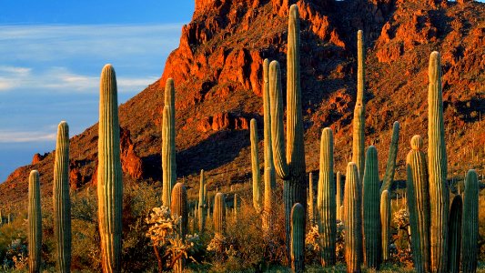 free cactus pic - no copyright  #freetouse #nocopyright #cactus #nature #photo