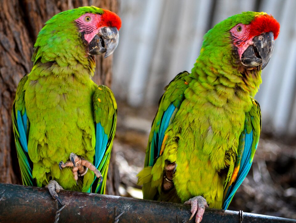 Birds parakeets animals