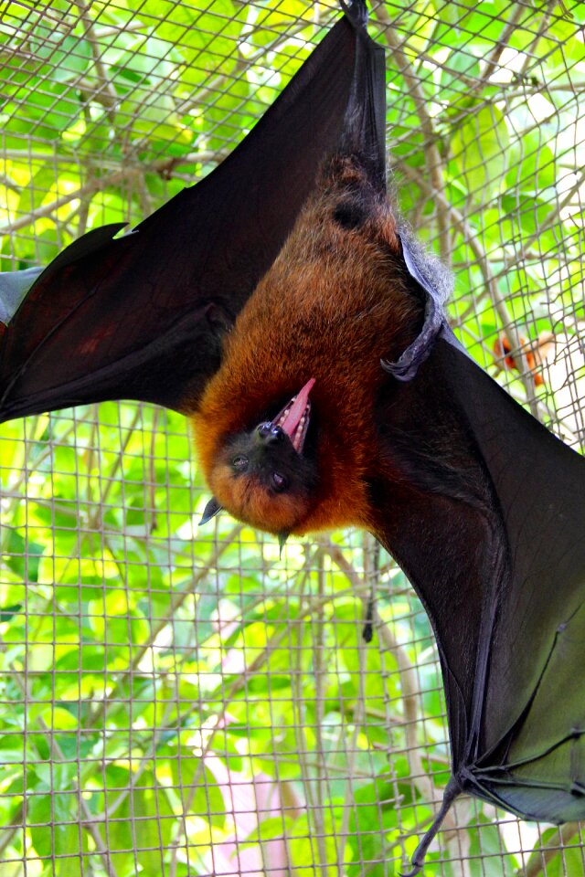 Vampire halloween bats