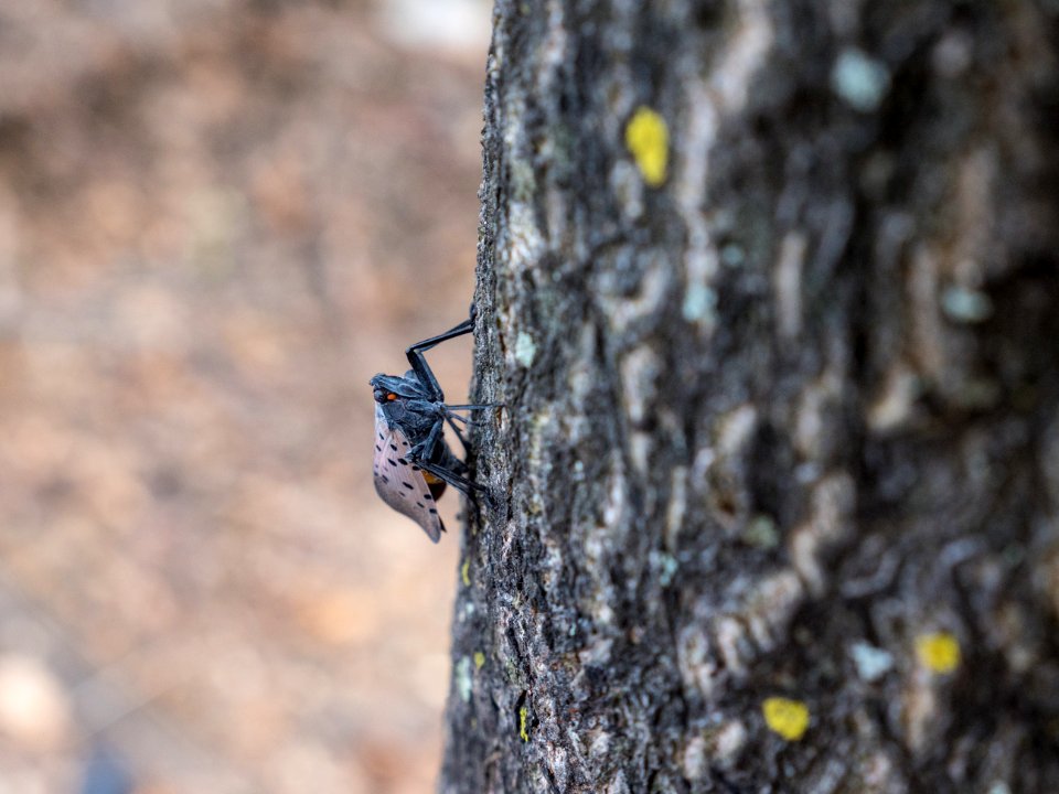 20180830-APHIS-LSC-1661
