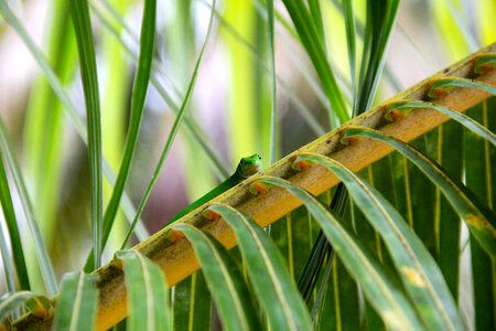 Agave tropics aloe vera photo