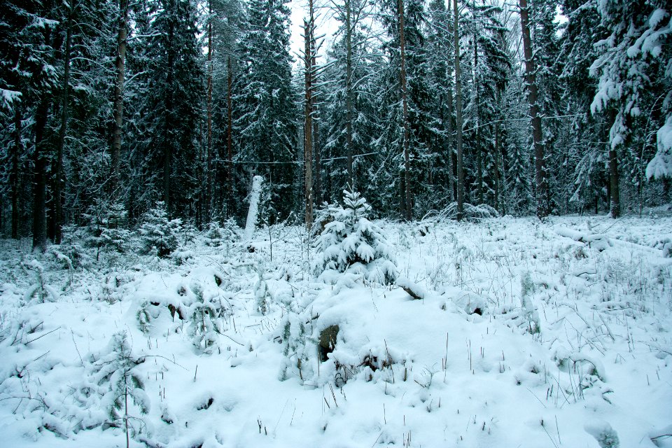 Winter in helsinki-15.jpg