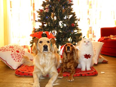 Cat santa claus cap