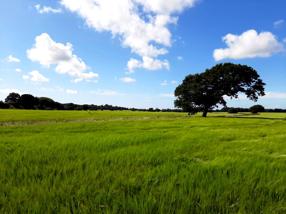 england farmers fields
