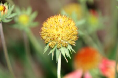 Nature spring green photo