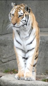 Amur Tiger at Brookfield Zoo