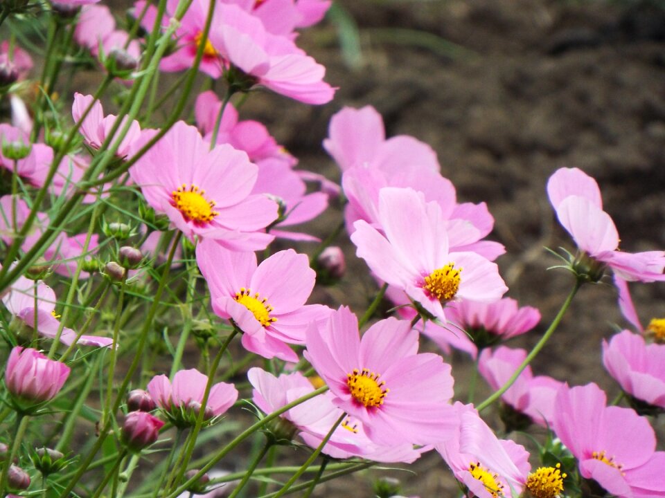Pink landscape leaves