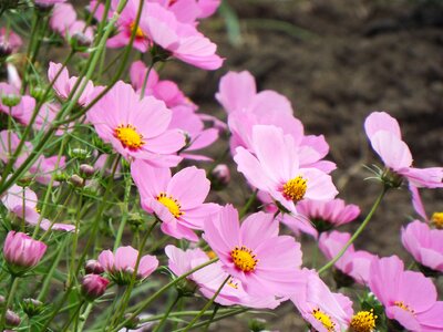 Pink landscape leaves