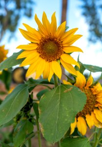 Sunflowers in Arizona photo