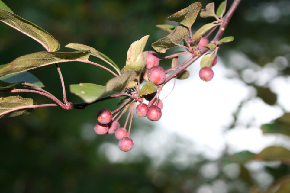 Holiday season branch photo