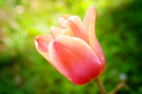Bloom orange pink spring photo