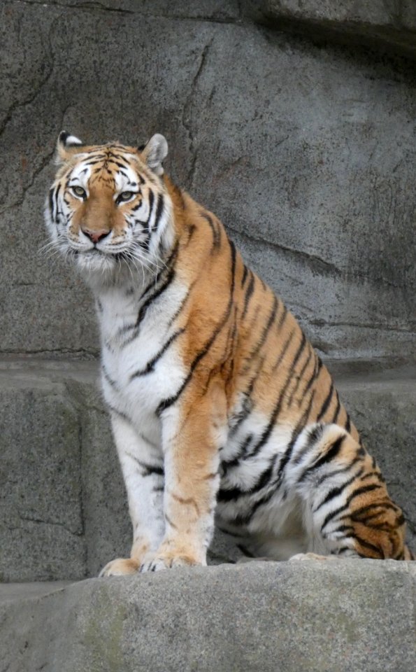Amur Tiger at Brookfield Zoo