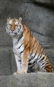Amur Tiger at Brookfield Zoo