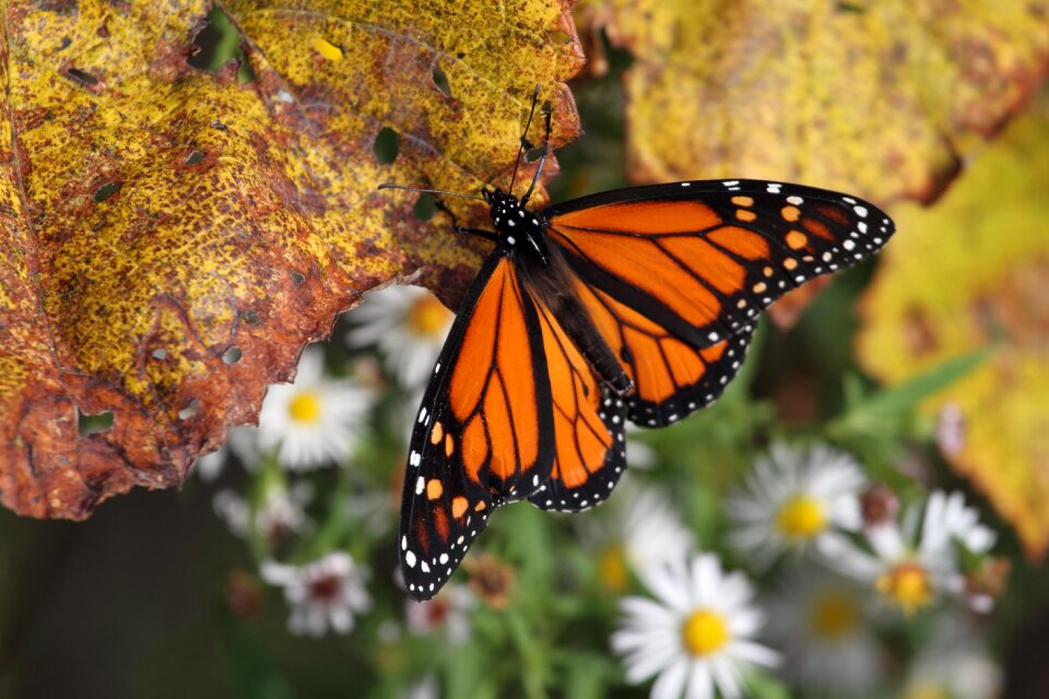 Insect nature wing