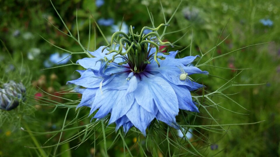 Green blue plants