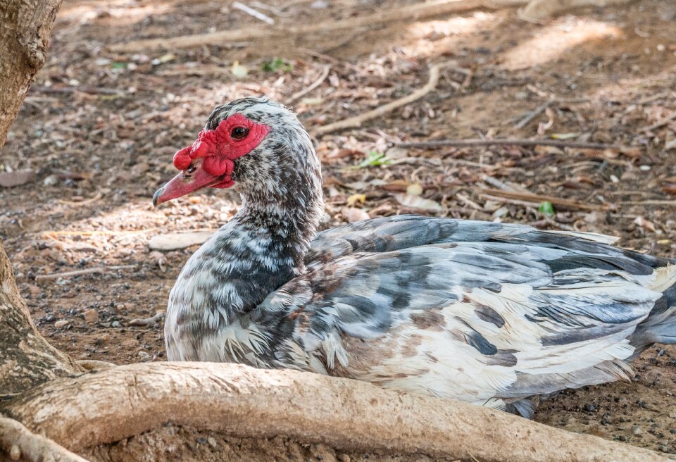 Wildlife fauna sitting