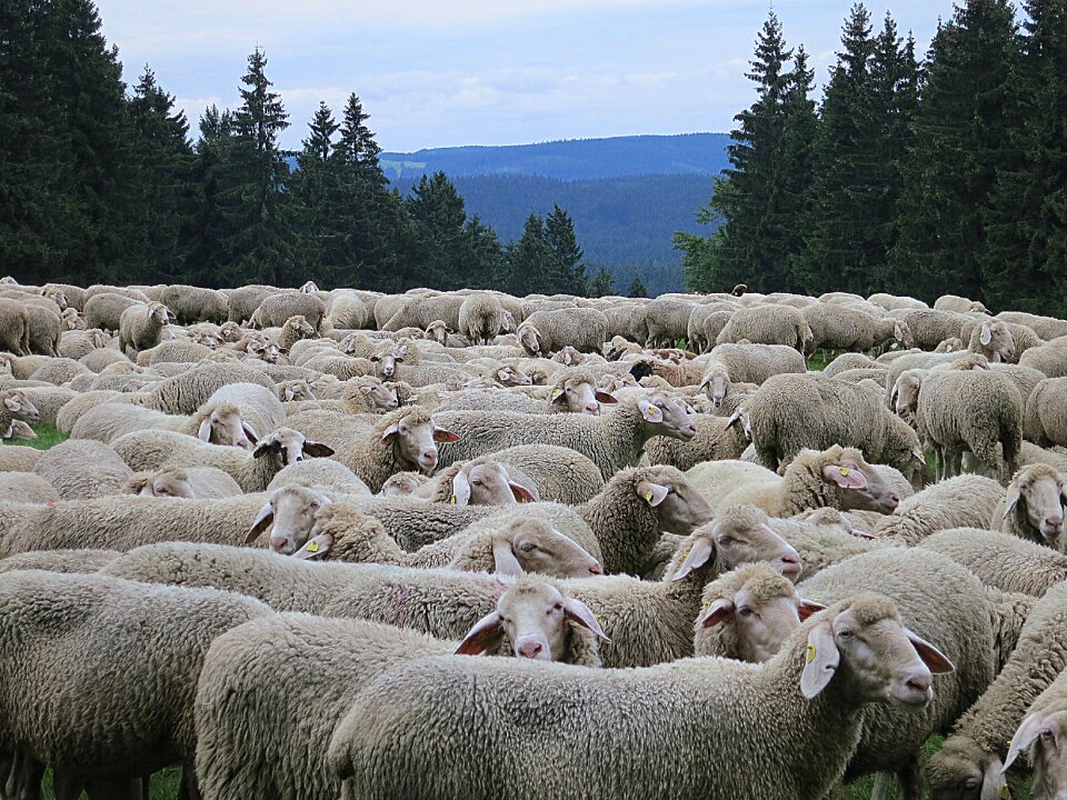 Pasture animals grass