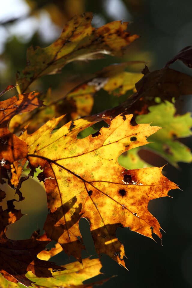 Fall nature red