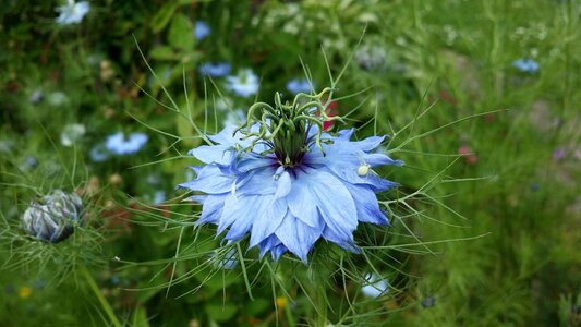 Green blue plants