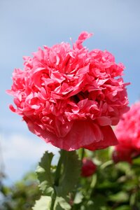 Peony rose petal pink photo