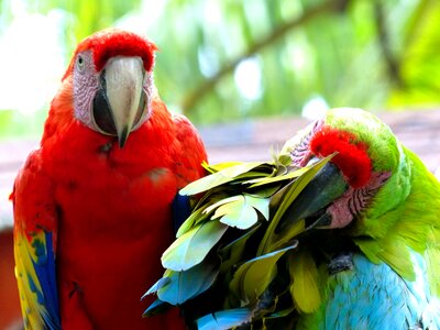 Parrots animals colorful