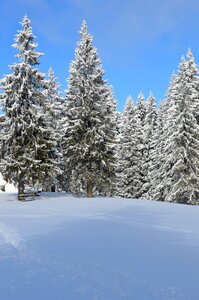 Wonderland forest cold photo