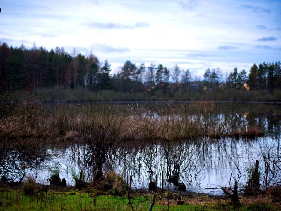 Borowo Jezioro i Las