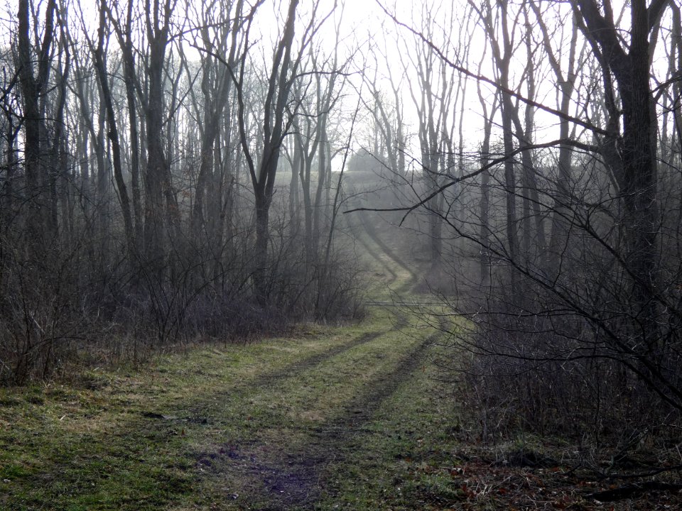 Morning Mist in Walnut Valley Realm