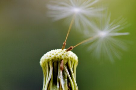Plant close up nature