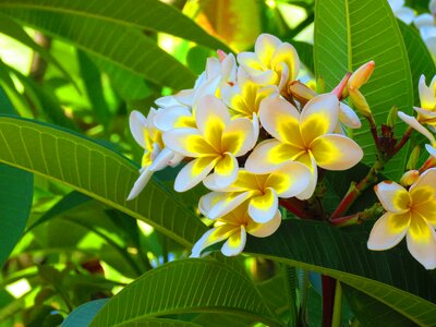 Plant blossom leaf