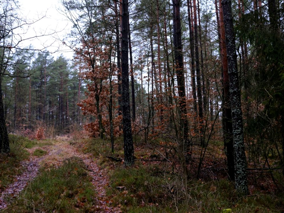 Borowo Jezioro i Las