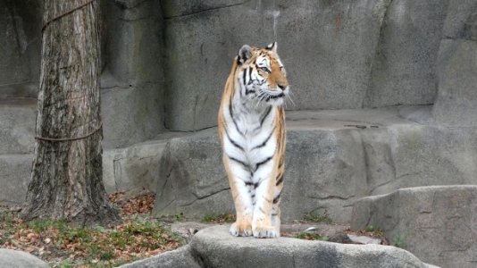 Amur Tiger at Brookfield Zoo