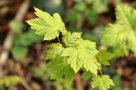 Plant leaf environment photo