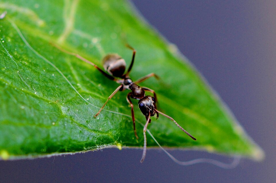 Insect nature close up
