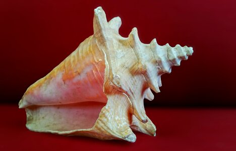 Ocean seashell macro