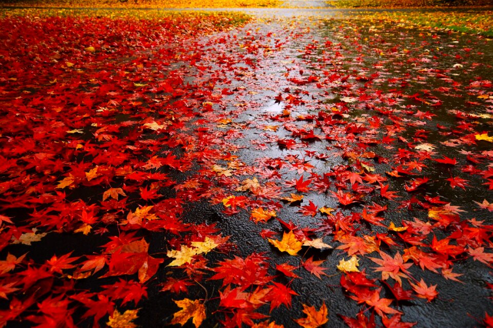 Autumn fall rain photo