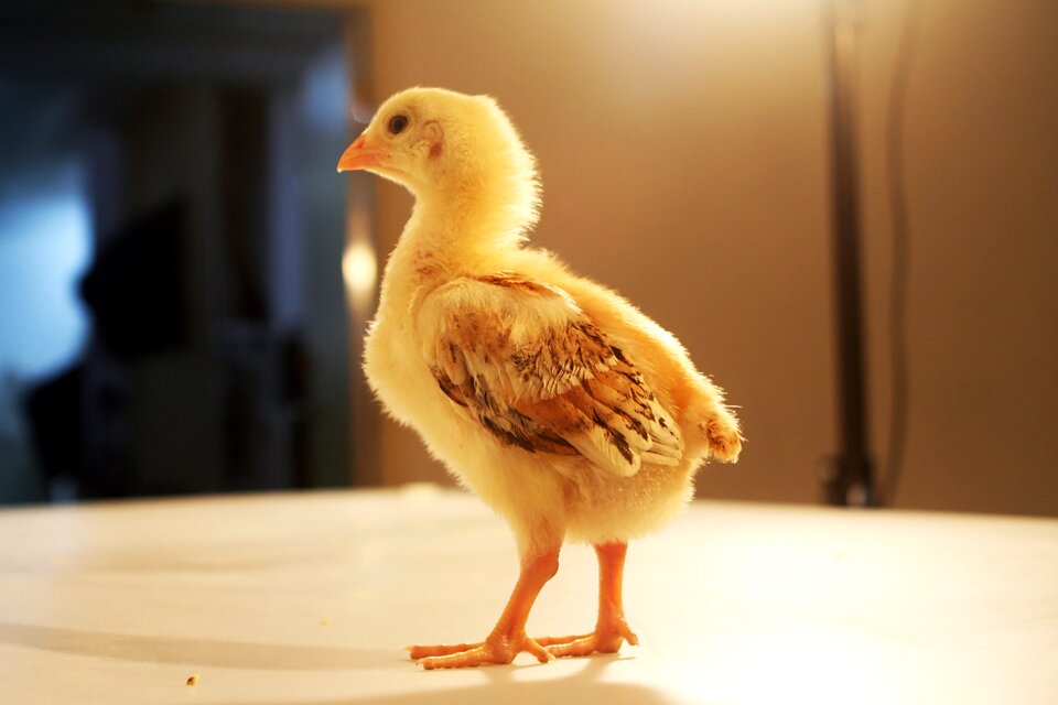 Chicken pet feather