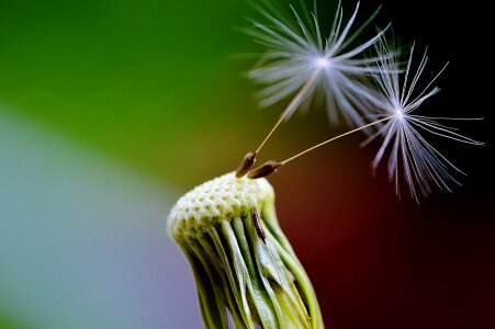 Plant close up nature