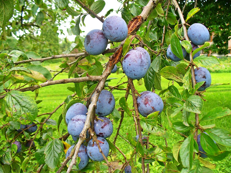 Food plums on the tree violet