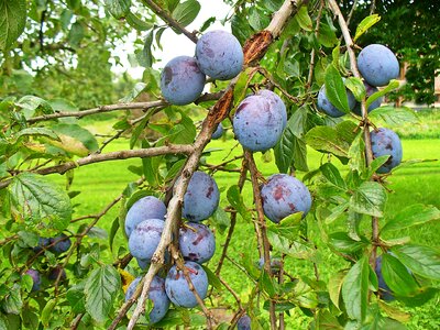 Food plums on the tree violet photo