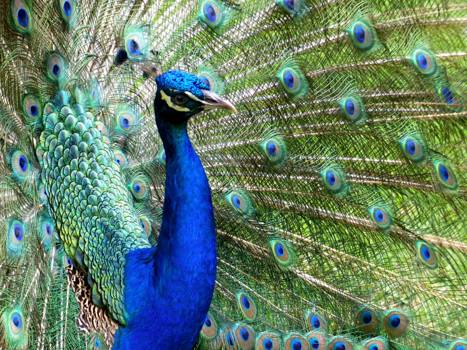 Feathers turkey beautiful