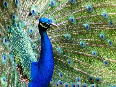 Feathers turkey beautiful
