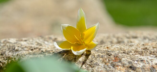Small star tulip blossom bloom