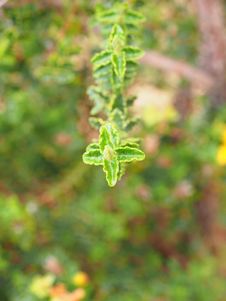 Oblong ranke leaves
