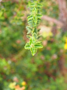 Oblong ranke leaves