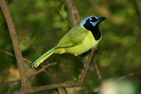 Nature portrait perching